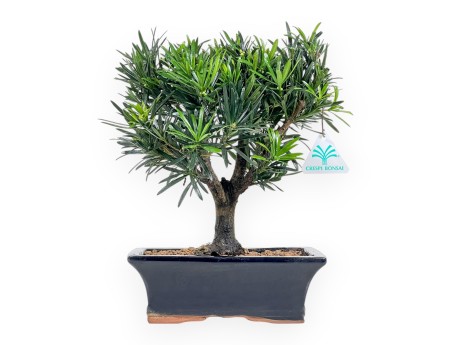 Podocarpus Macrophylla - Podocarpe - de 29 à 37 cm