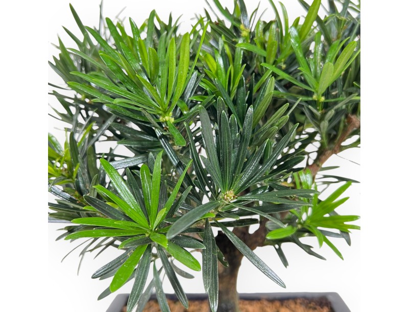 Podocarpus Macrophylla - Podocarpo - de 29 a 37 cm