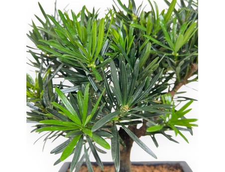 Podocarpus Macrophylla - van 29 tot 37 cm