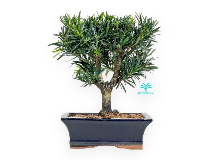 Podocarpus Macrophylla - Podocarp - from 29 to 37 cm