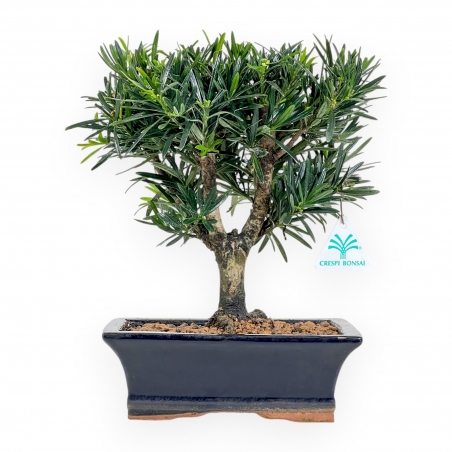 Podocarpus Macrophylla - Podocarpo - de 29 a 37 cm
