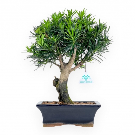 Podocarpus Macrophylla - Podocarpe - de 29 à 37 cm