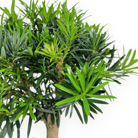 Podocarpus Macrophylla - Podocarpe - de 29 à 37 cm