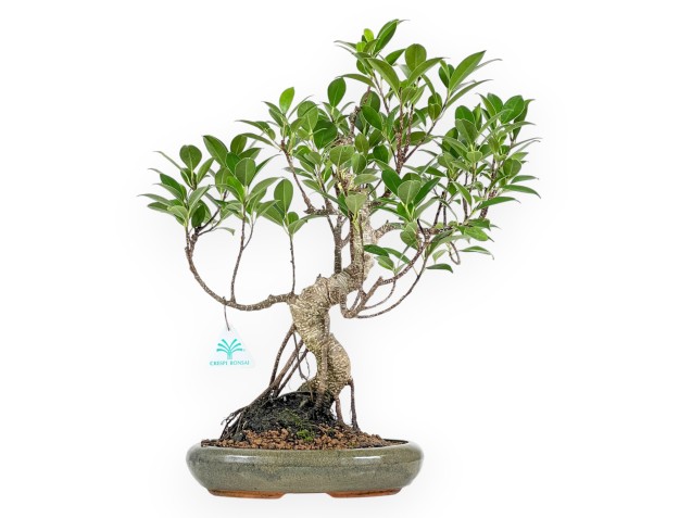 Ficus Retusa - 44 cm