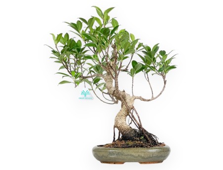 Ficus Retusa - 44 cm