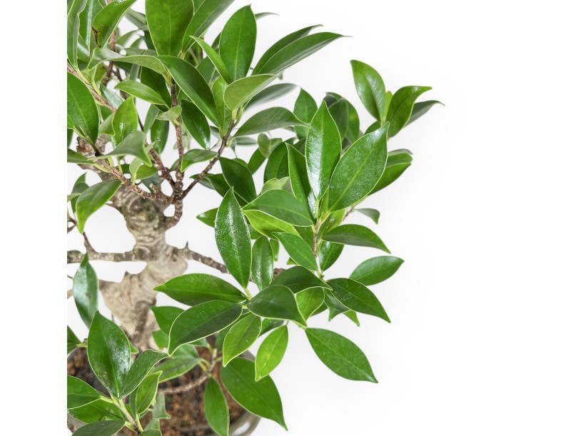 Ficus Retusa - 44 cm