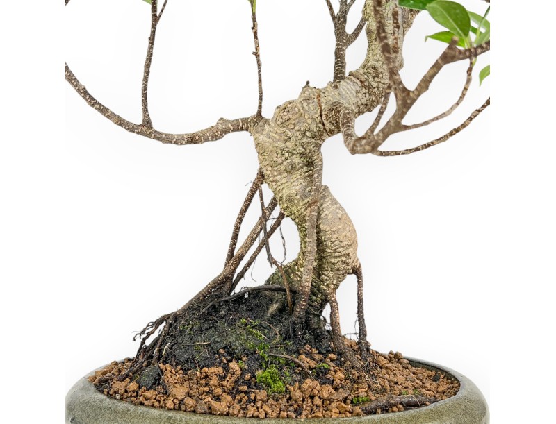 Ficus Retusa - 44 cm