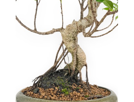Ficus Retusa - 44 cm