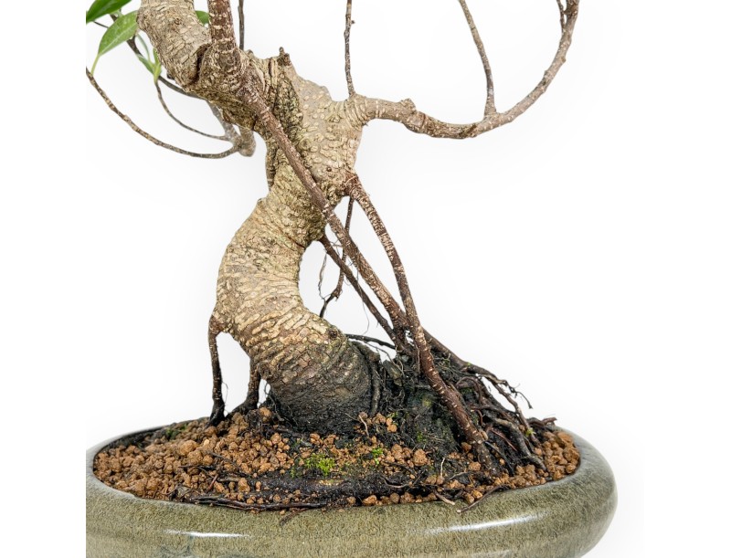 Ficus Retusa - 44 cm