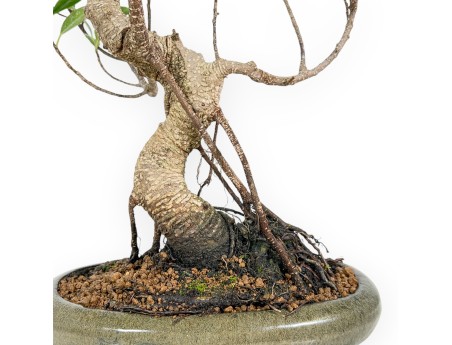 Ficus Retusa - 44 cm