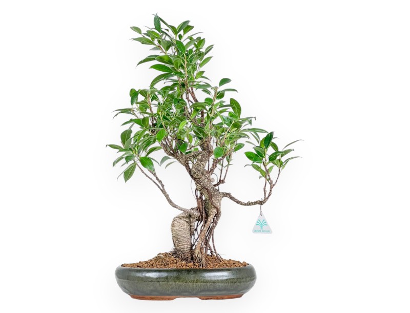 Ficus Retusa - 53 cm