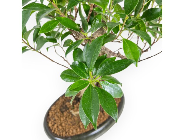 Ficus Retusa - 53 cm 2