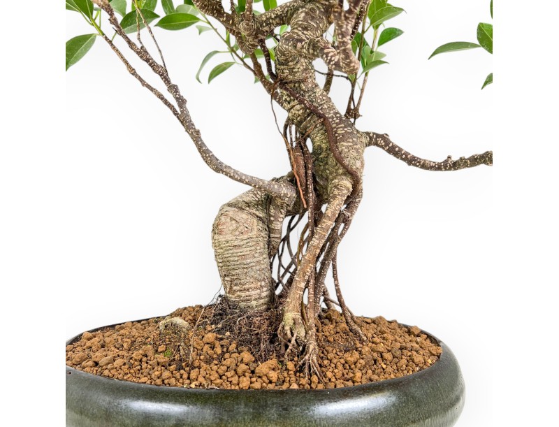 Ficus Retusa - 53 cm