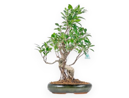 Ficus Retusa - 53 cm