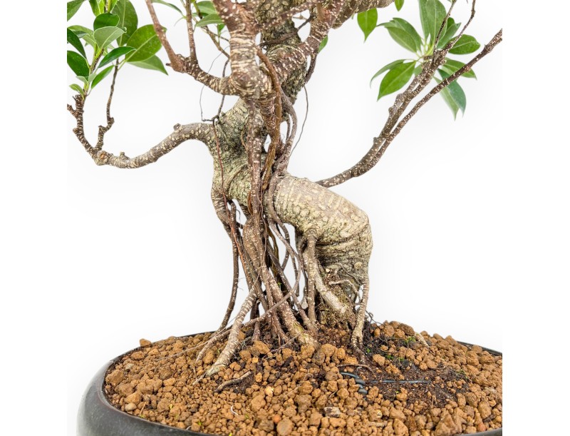 Ficus Retusa - 53 cm