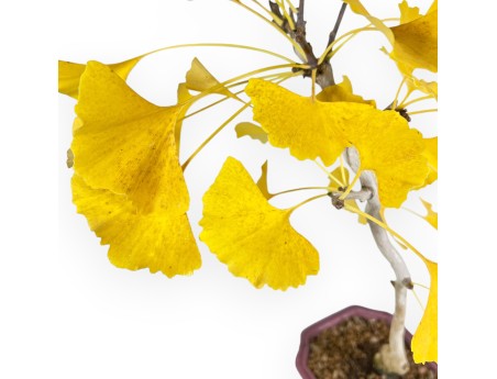 Ginkgo Biloba – 49 cm