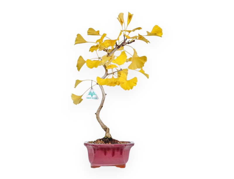 Ginkgo Biloba – 49 cm