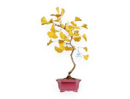 Ginkgo Biloba – 49 cm