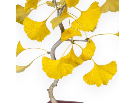 Ginkgo Biloba – 49 cm