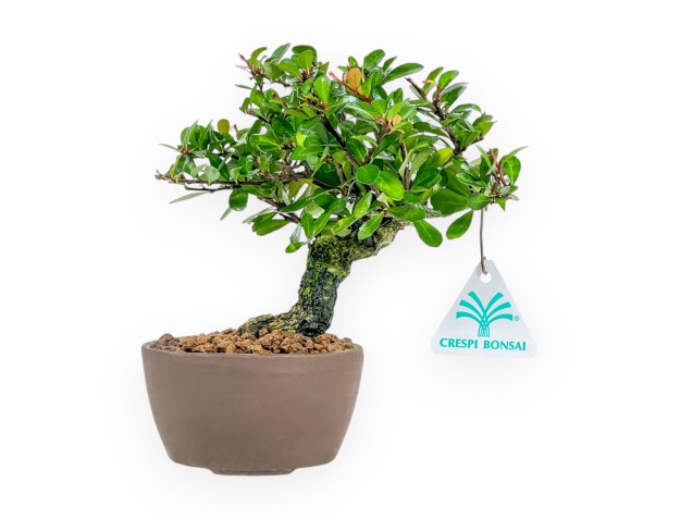 Maytenus Diverfolia - 18 cm