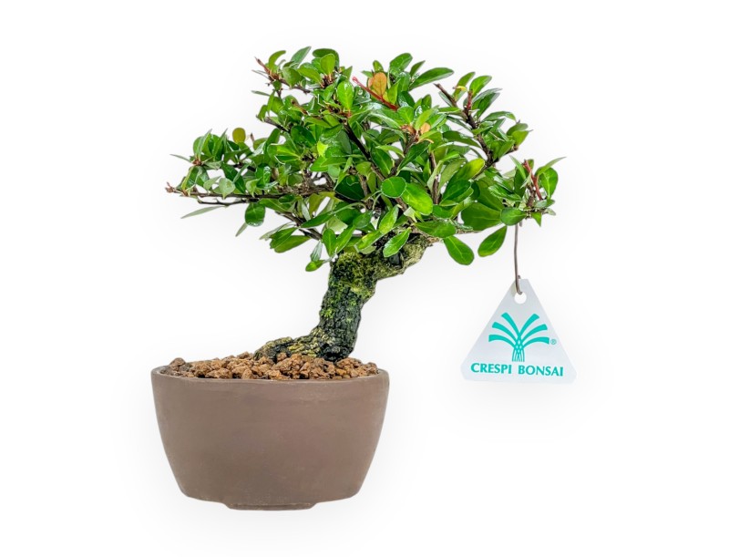 Maytenus Diverfolia - 18 cm
