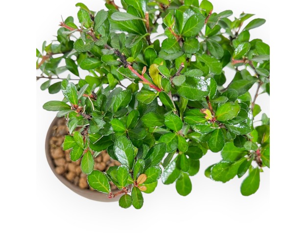 Maytenus Diverfolia - 18 cm 2