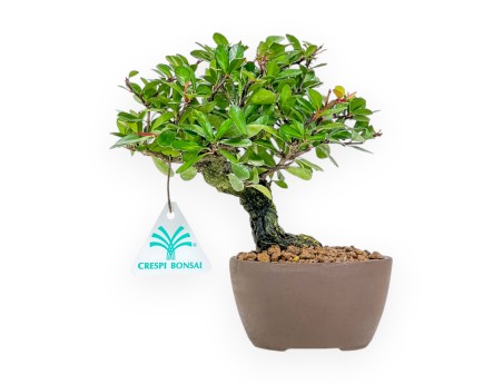 Maytenus Diverfolia - 18 cm