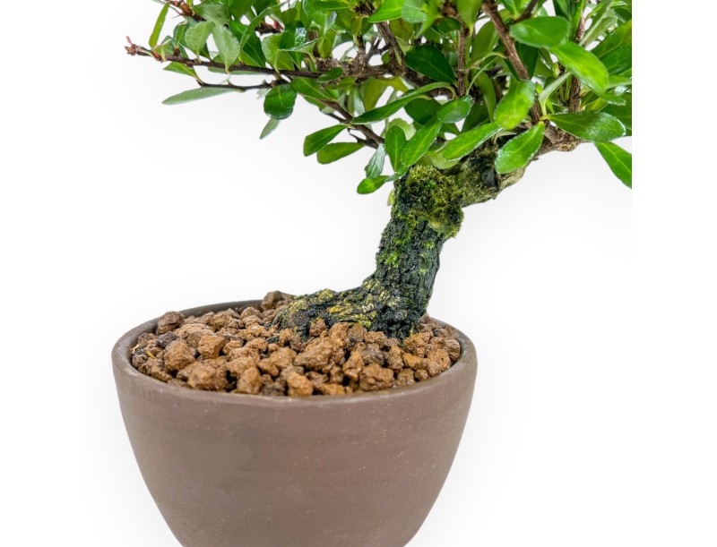 Maytenus Diverfolia - 18 cm