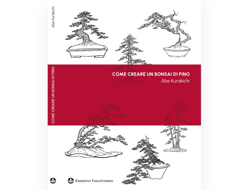 How to create a Pine Bonsai - A. Kurakichi