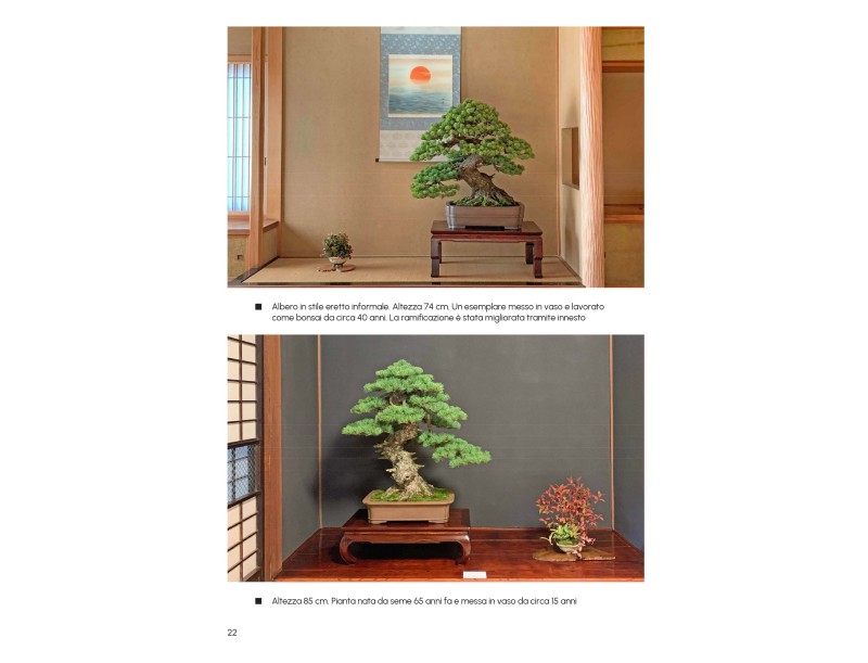 So erstellen Sie einen Kiefernbonsai – A. Kurakichi
