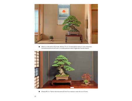 How to create a Pine Bonsai - A. Kurakichi