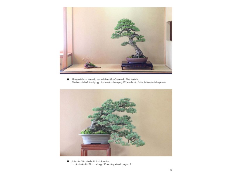 So erstellen Sie einen Kiefernbonsai – A. Kurakichi