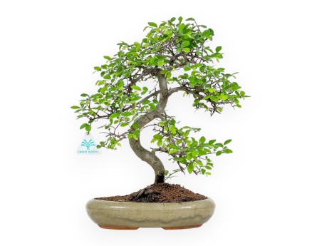 Zelkova Nire - Orme - 41 cm