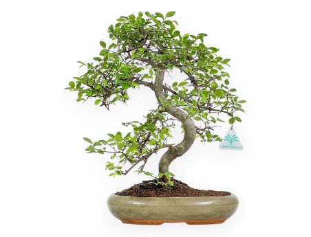 Zelkova Nire - Iep - 41 cm