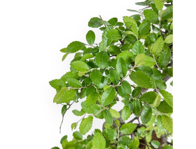 Zelkova Nire - Olmo - 41 cm 2