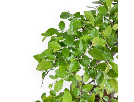 Zelkova Nire - Olmo - 41 cm