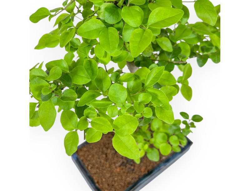 Ligustrum - Ligustro - 36 cm