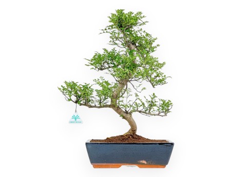 Zanthoxylum Piperitum - Peperboom - 50 cm