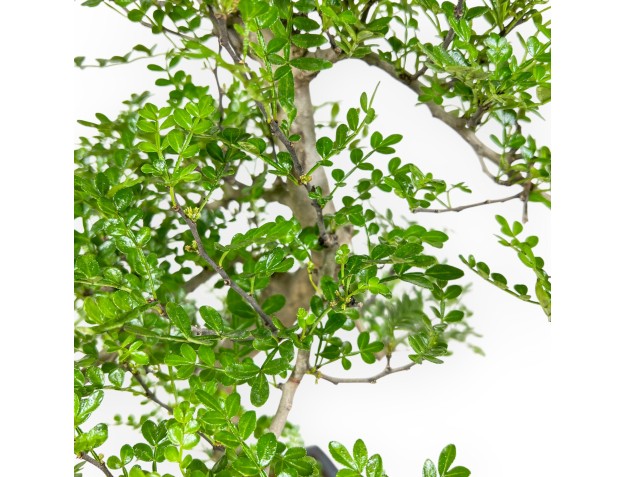 Zanthoxylum piperitum – Pepper Tree – 50 cm 2