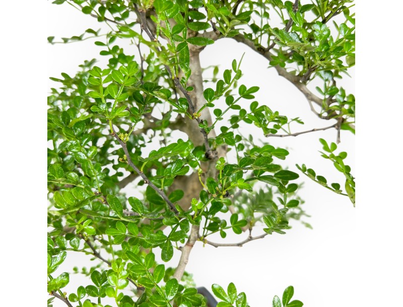 Zanthoxylum Piperitum – Pfefferbaum – 50 cm