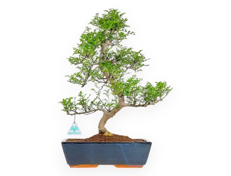 Zanthoxylum Piperitum – Pfefferbaum – 50 cm