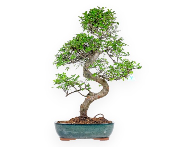 Zelkova Nire - Olmo - 83 cm