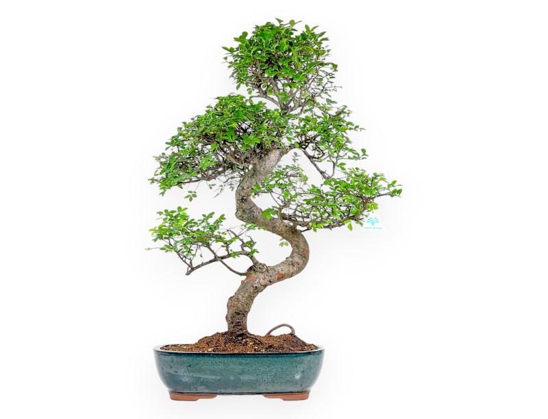 Zelkova Nire - Orme - 83 cm