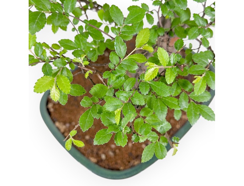 Zelkova Nire - Elm - 83 cm