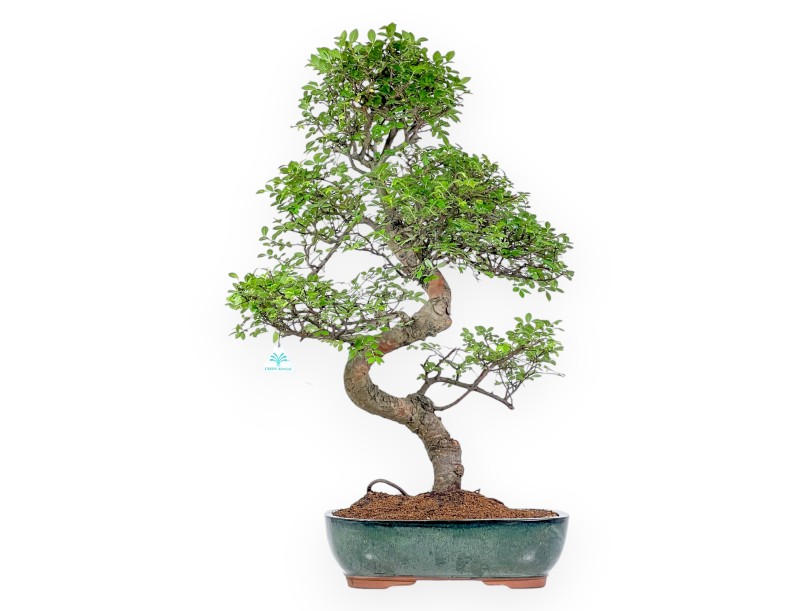 Zelkova Nire - Ulmen - 83 cm