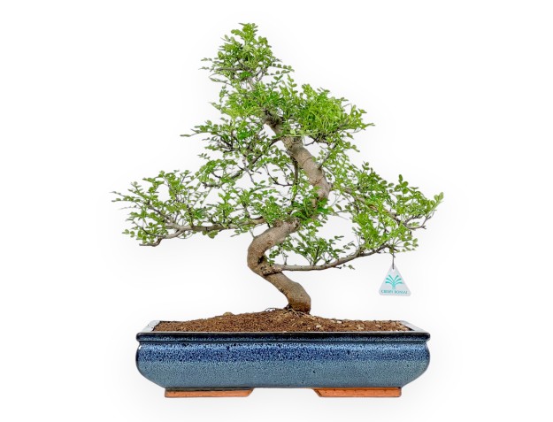 Zanthoxylum Piperitum – Pfefferbaum – 56 cm