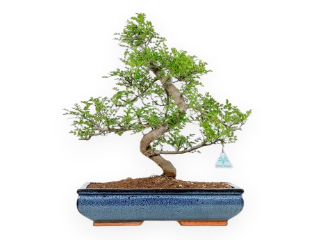 Zanthoxylum piperitum – Pepper Tree – 56 cm