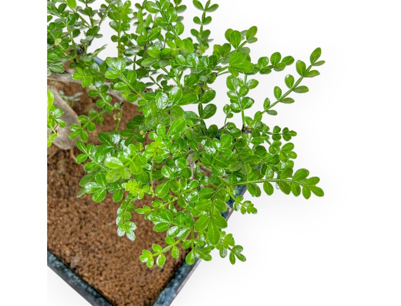 Zanthoxylum Piperitum – Pfefferbaum – 56 cm