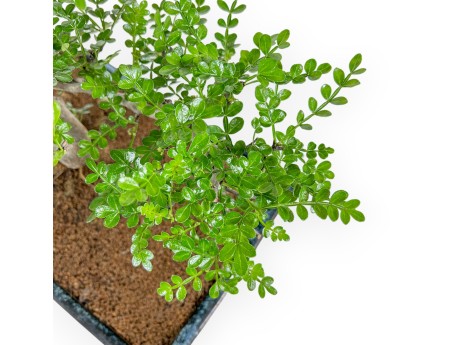 Zanthoxylum piperitum - Arbre à poivre - 56 cm