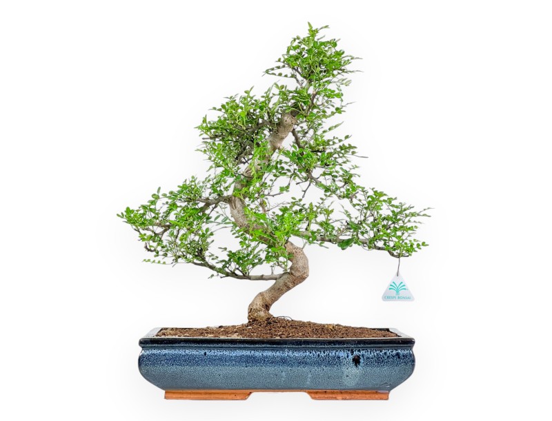 Zanthoxylum Piperitum - Albero del Pepe - 56 cm